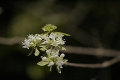 Symphorema involucratum
